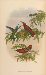 Eustephanus fernandensis = Sephanoides fernandensis fernandensis